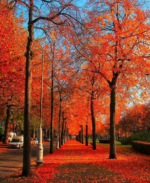10. Amsterdam, Hollanda'da kırmızımsı sonbahar