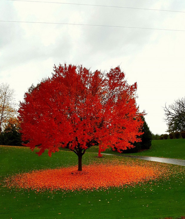 2. Wisconsin'de sonbahar kırmızısı