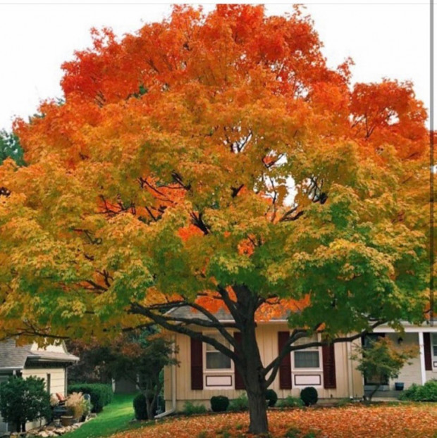 6. Ağaç yapraklarının renklerinin kombinasyonu, Hope, Rhode Island