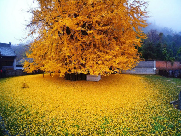 12. Fujian, Çin'de sarı sonbahar