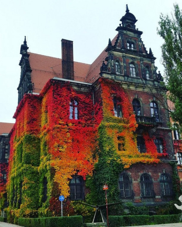 13. Wroclaw, Polonya'da sonbahar ile çevrili bir bina