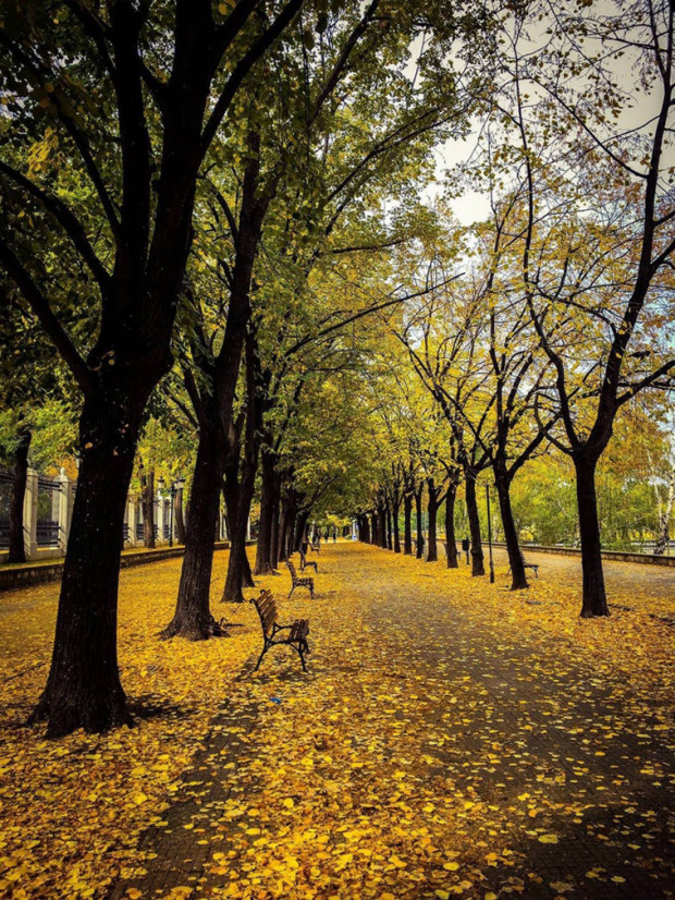 15. Üsküp, Kuzey Makedonya'nın sonbahar ağaçları