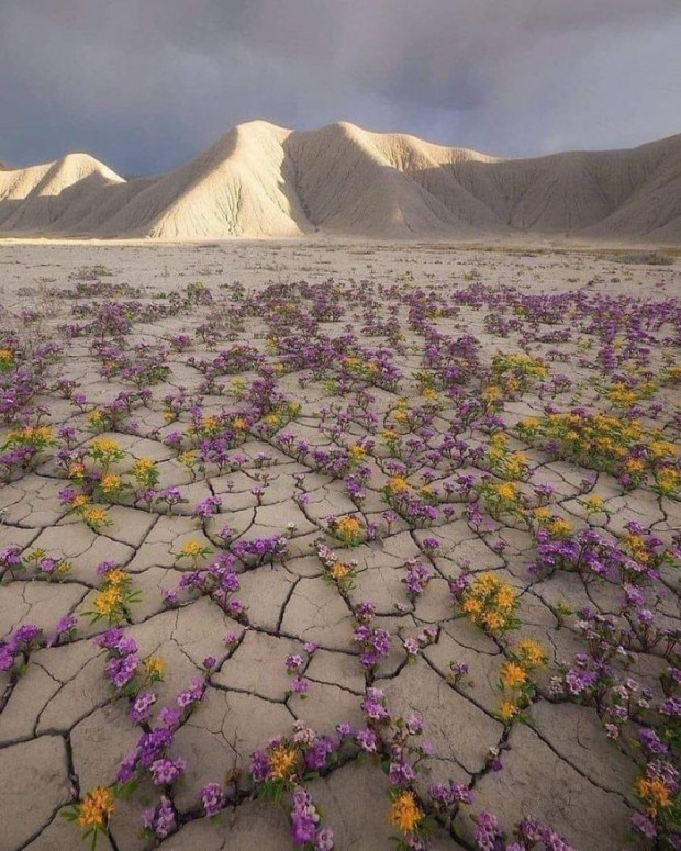 2- Atacama Çölü’nde Nadiren Açan Çöl Çiçekleri