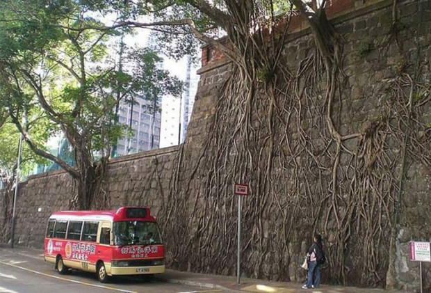 13. Ağaç köklerinin beton duvara nasıl tutunduğuna bakın.