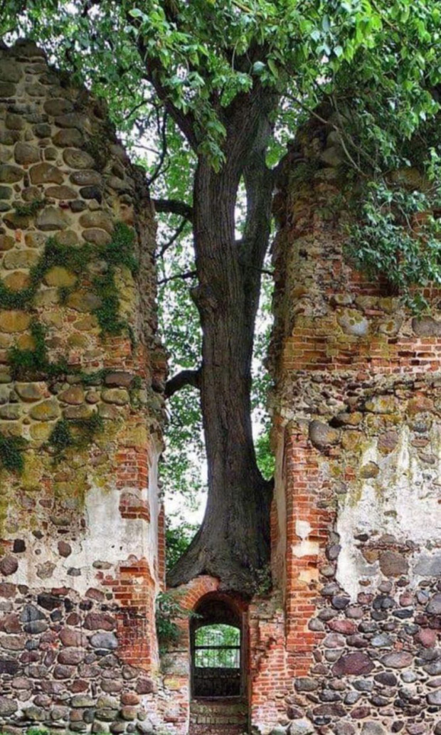 17. Daha önce hiç kapının üstünde büyüyen bir ağaç gördünüz mü?