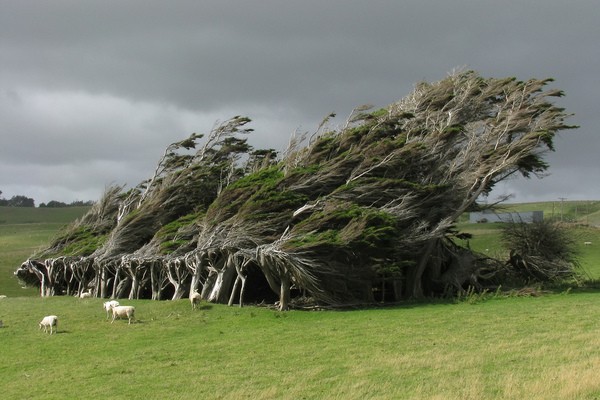 Yeni Zelanda’nın Slope Point adı verilen koyundaki Antartika rüzgârlarıyla şekillenmiş o ağaç