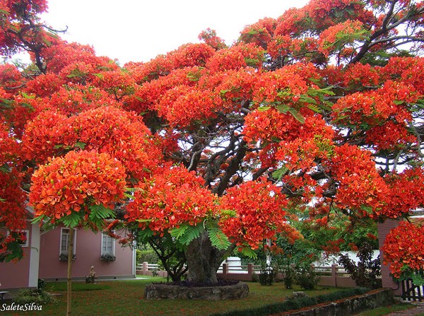 Brezilya’daki ateş ağacı