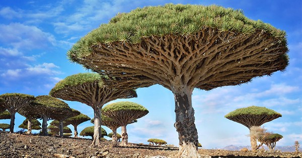 Yemen’in Sokotra Adası’ndaki Ejderin Kanı Ağacı