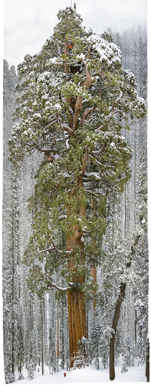 Kaliforniya’da yer alan dünyanın en büyük ağacı olan ‘Başkan’ lakaplı sekoya ağacı