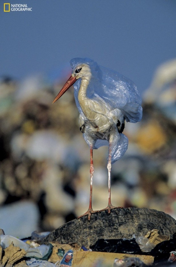 Fotoğraftaki leylek, İspanya'daki bir katı atık sahasında plastik torbaya takılmış.