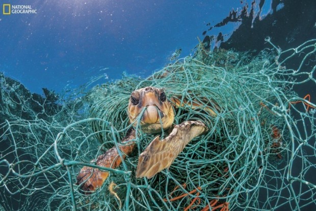 İspanya'nın Akdeniz kıyılarındaki bu deniz kaplumbağası eski bir plastik balıkçı ağına takılmış.