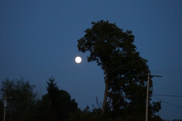 4. Ay ışığı ile beslenen ağaç