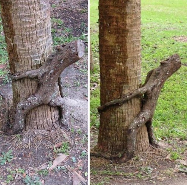 7. Çok değişik bir ağaç!