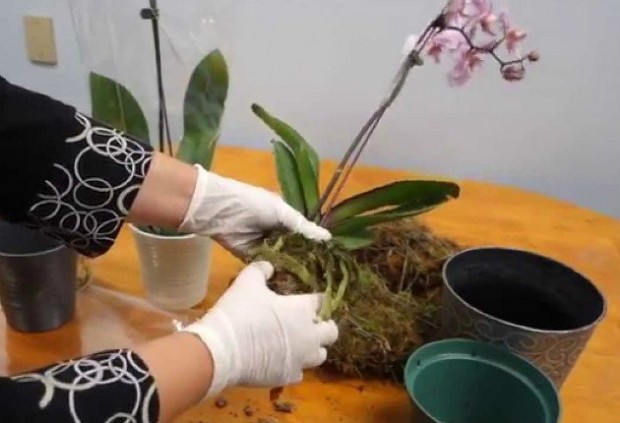 Orkide saksı değişimi