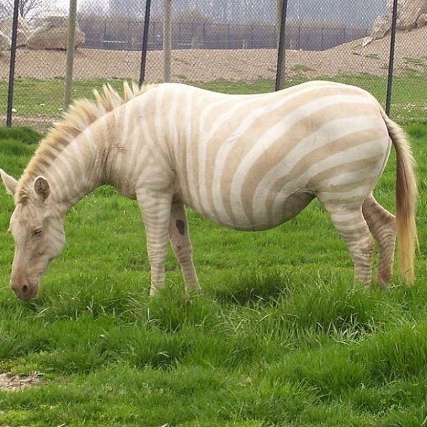 24.Zebra