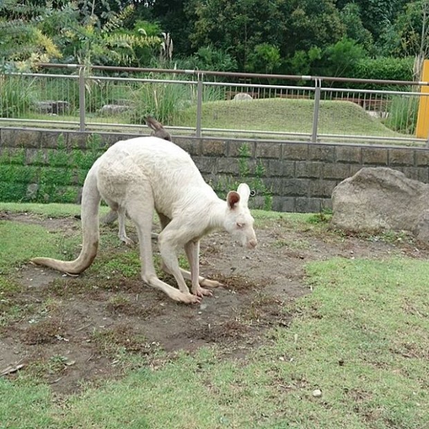 2.Kanguru