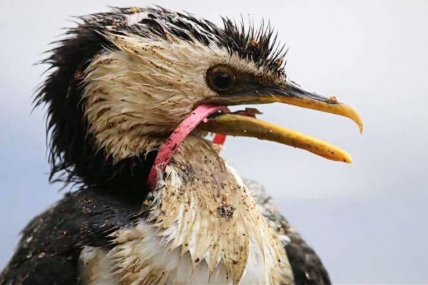 3. Bu kuşun ağzındaki halka onun yemek yemesini engelliyor, yani o da ölecek :(
