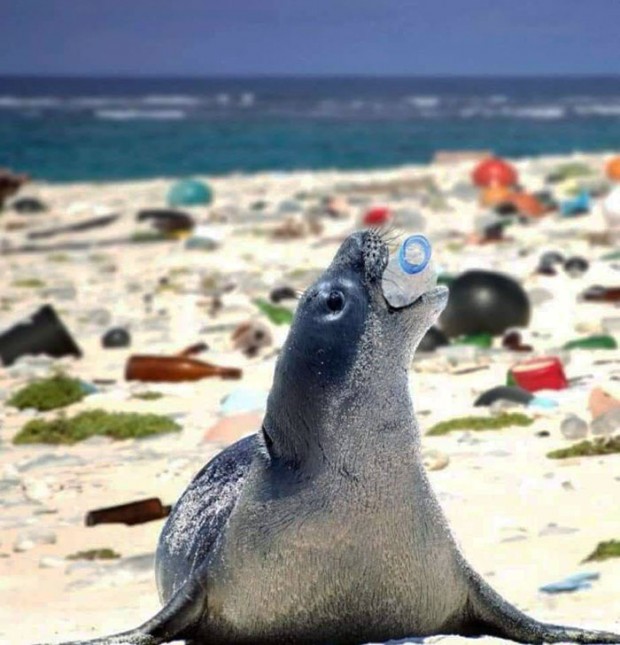 4. Bu fok balığı çöplerle dolu sahilde pet şişeyle oynuyor.