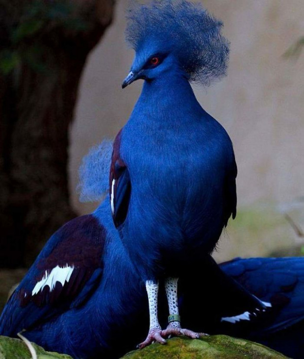 7. The Blue Crowned Pigeon