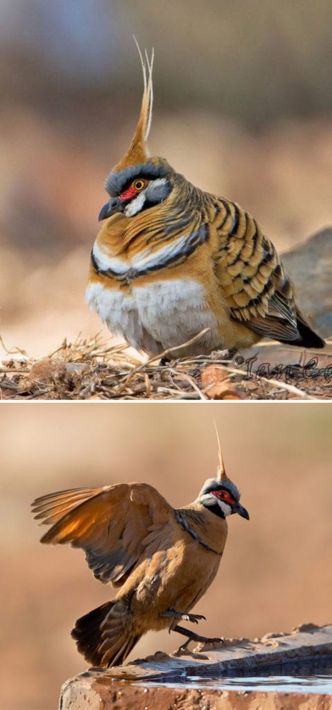 8. Spinifex Pigeon