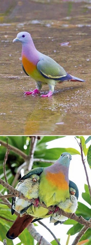 10. Pink-Necked Green Pigeon