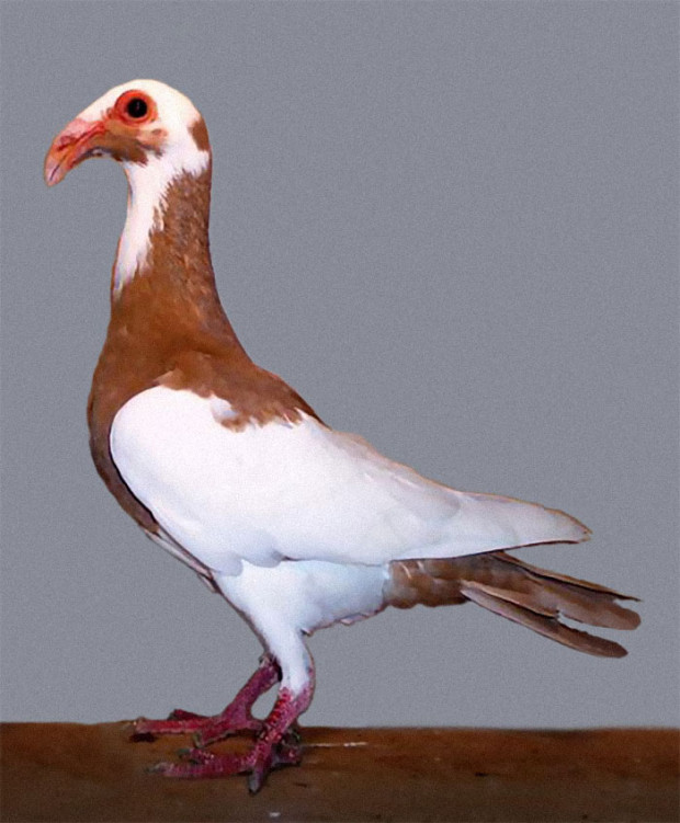 5. Scandaroon Pigeon