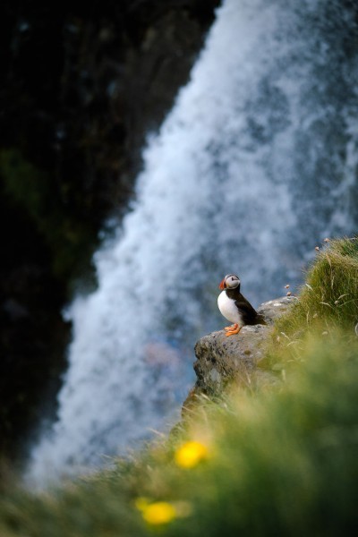 10. Adalar’ın kayalıklarındaki bu sevimli kuşların ismi puffin