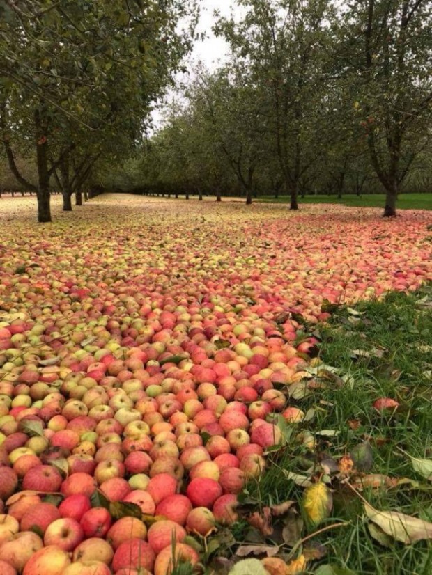 Kasırga sonrası İrlanda'da bir elma bahçesi