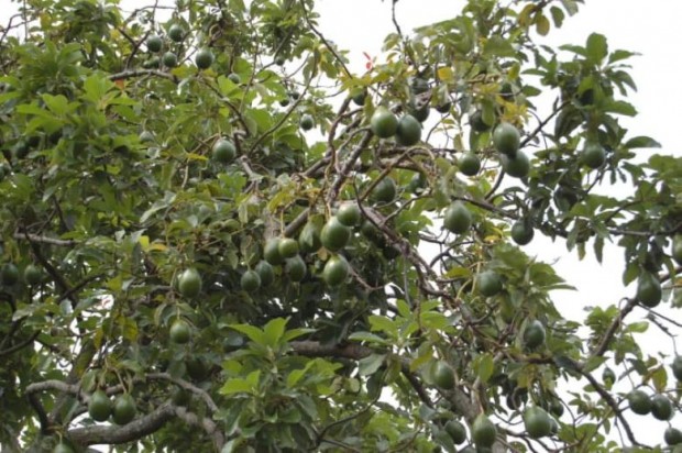 1. Avokadolar büyük kümeler durumunda ağaçlarda yetişir