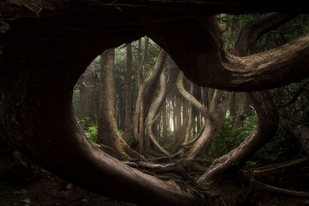 3) Adam Gibbs, Manzara Fotoğrafçısı Ödülü, Botanical Bay, Port Renfrew, Vancouver Island, British Columbia, Kanada.