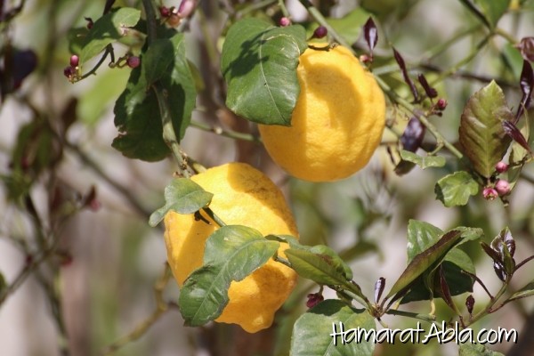 5- Evde Nasıl Limon Ağacı Yetiştirilir?