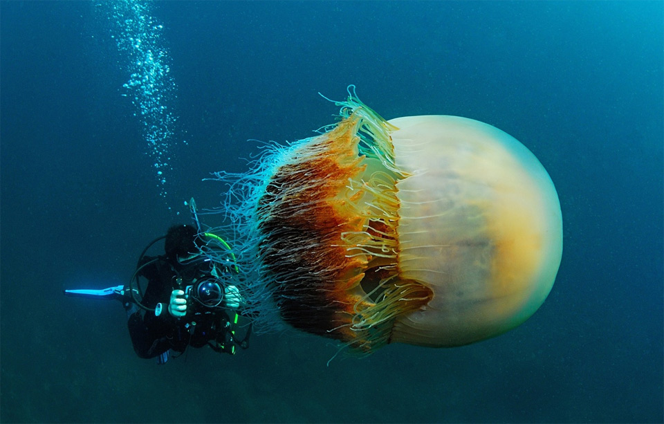 1diver-and-the-huge-nomuras-jellyfish-japan.jpg