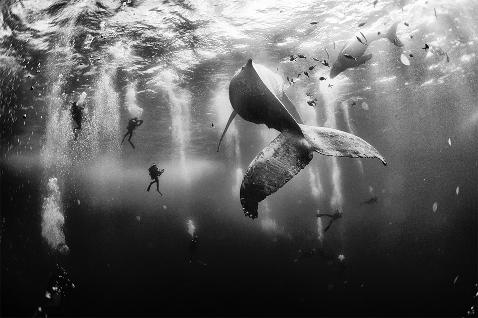 1swimming-with-humpback-whales-mexico.jpg