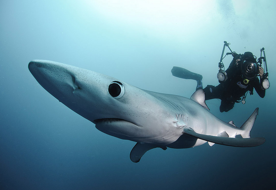 blue-shark-and-the-diver.jpg