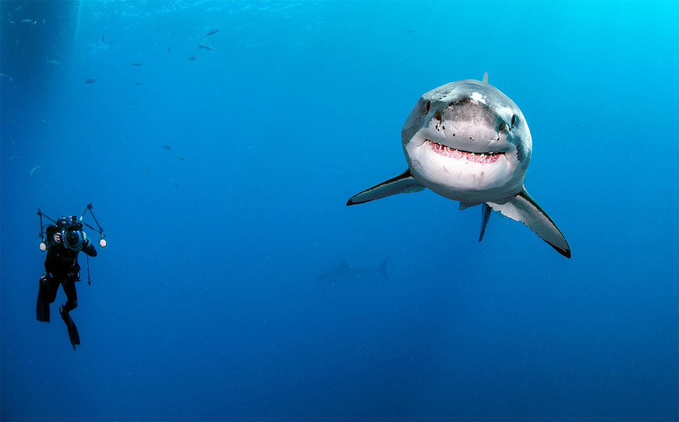 diver-swimming-around-great-white-shark.jpg