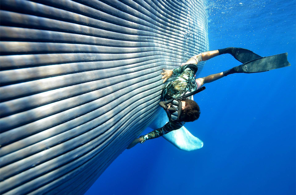 diver-swims-with-blue-whale.jpg
