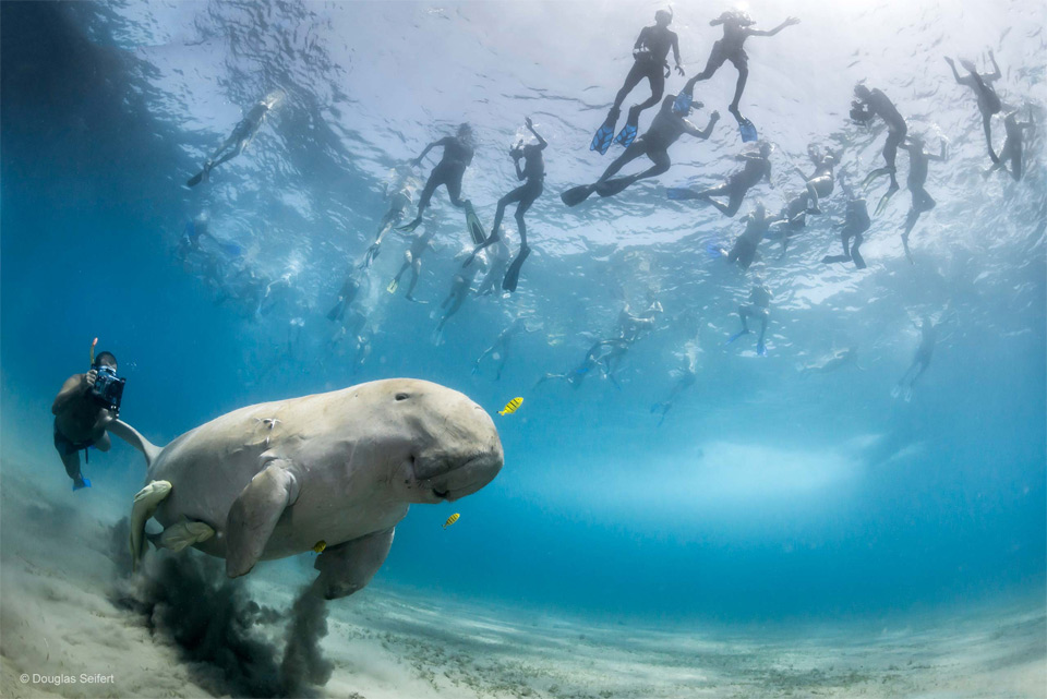divers-and-a-dugong-in-the-bay-of-marsa-alam-egypt.jpg