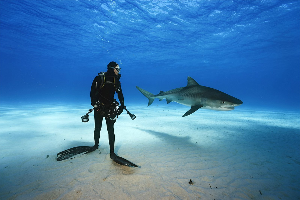 suepic-shark-diving-bahamas.jpg