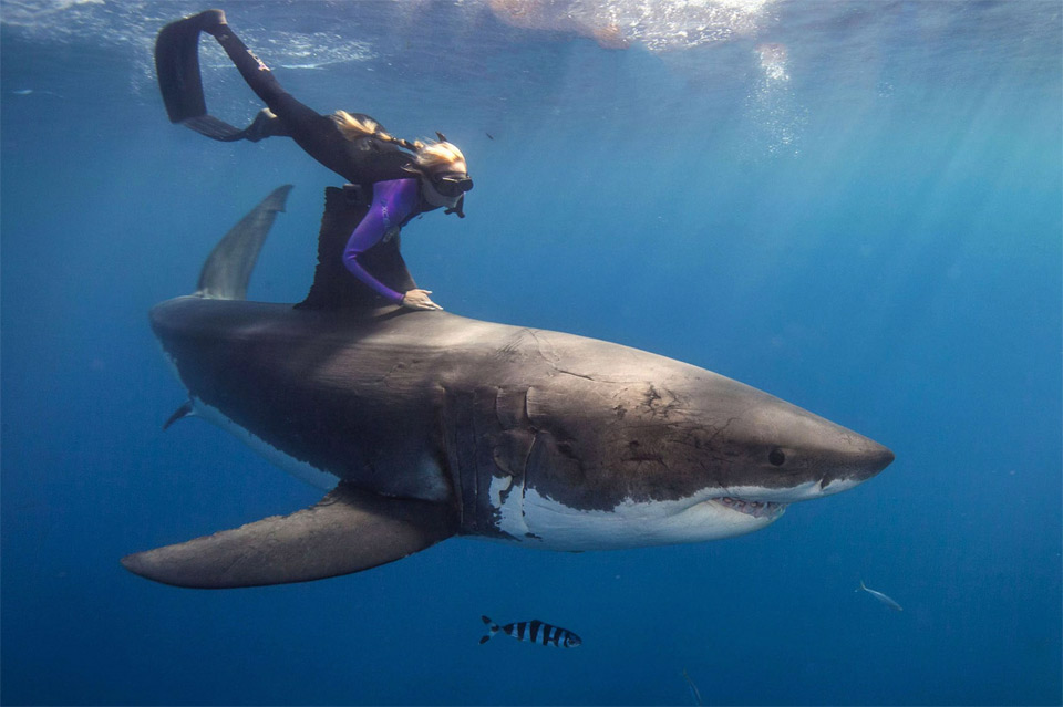 the-woman-who-swims-with-sharks.jpg